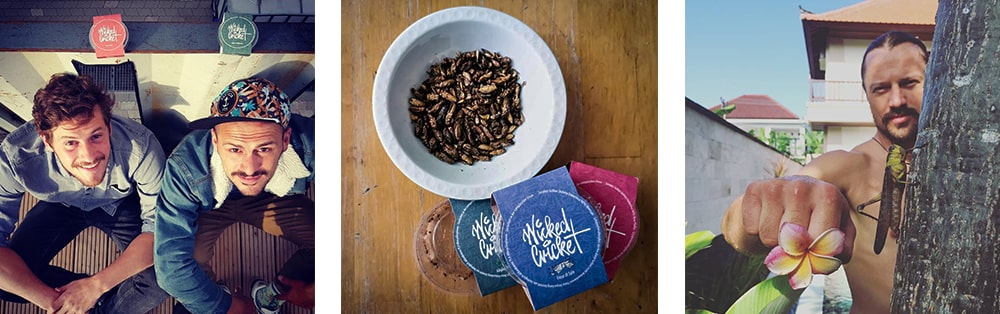 wicked cricket_grafika pod produkt web1-min